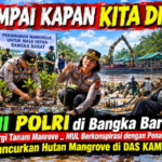 Mangrove di Das Kampak